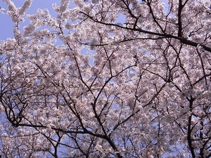 太平山謙信平の満開の桜