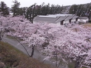本荘公園修身館からの満開の桜並木の眺め2