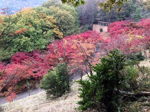 さらに上からもみじ谷の紅葉を望む