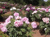 密集しているぼたんの花2
