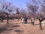 大宮公園梅まつり03