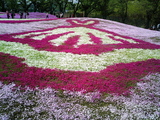 館林フラワーガーデン芝桜14