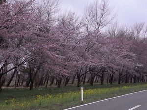 大潟村桜・菜の花ロード 11kmの桜並木 5部咲きの桜全景