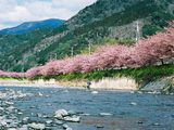 河津桜16