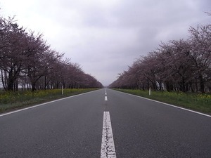 大潟村桜・菜の花ロード 11kmの桜並木 道路のど真ん中から撮影