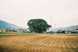 大楠2