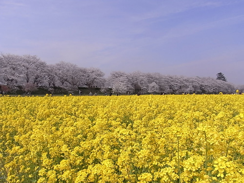 権現堂桜堤