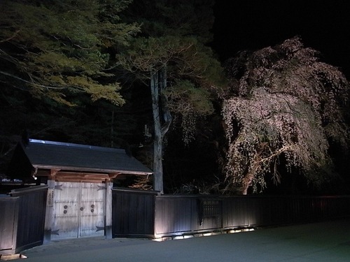 角館武家屋敷夜の枝垂れ桜ライトアップ