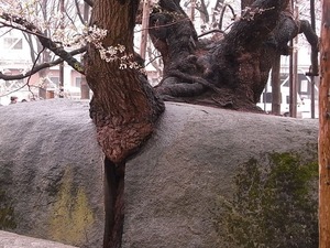 後ろの幹の部分