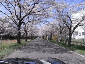 太平山遊覧道路 桜のトンネル4