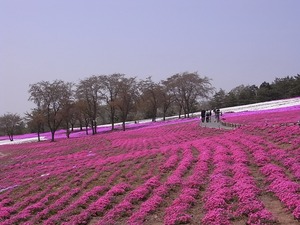 太田北部運動公園おおた芝桜まつり ピンク色の芝桜