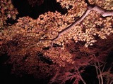 長瀞紅葉ライトアップ010
