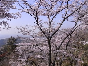 太平山謙信平からの眺めと桜1