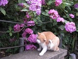 あじさい寺28