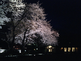 自由学園明日館の夜桜05