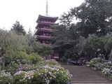 あじさい寺26