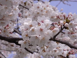 満開の桜アップ2