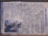 大宮公園梅まつり12