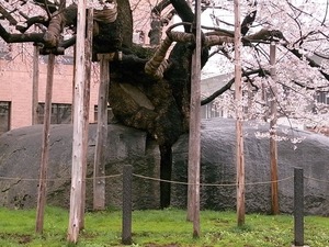 石割桜のアップ