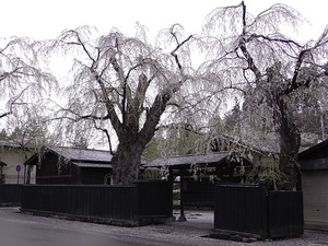 角館 しだれ桜のピークが過ぎてしまった朝の武家屋敷1