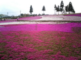 羊山公園の芝桜11