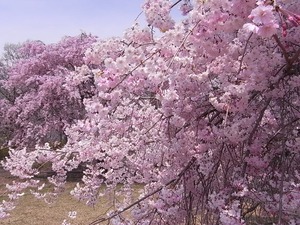 つがの里枝垂れ桜たち