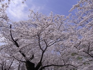 北上展勝地 目一杯花を咲かせた桜並木6