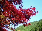 大芦渓谷の紅葉10