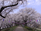 権現堂桜堤の堤の上1