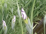 花菖蒲のつぼみ2