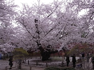 弘前城日本一太いソメイヨシノの全体