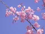 ピンクの色味が強い桜3