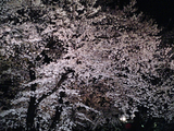 自由学園明日館の夜桜06