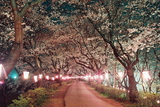 幸手権現堂桜堤2