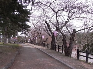 横手公園の桜並木