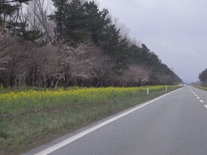 大潟村桜・菜の花ロード 11kmの桜並木 後半のまだ咲き始めたばかりの桜