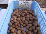 ティアドロップ