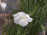 白の花菖蒲