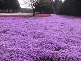 一面芝桜1