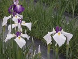 白と紫色の花菖蒲1