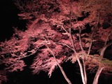 長瀞紅葉ライトアップ15