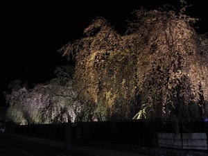 角館武家屋敷 角館樺細工伝承館 ライトアップされた枝垂れ桜たち