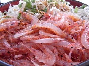 生桜えびと釜揚げしらす 2色丼桜えびアップ
