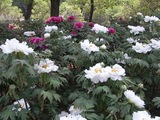 密集しているぼたんの花6