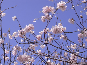 太平山 謙信平の桜アップ2