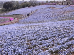 太田市北部運動公園 おおた芝桜まつり ネモフィラの花畑3
