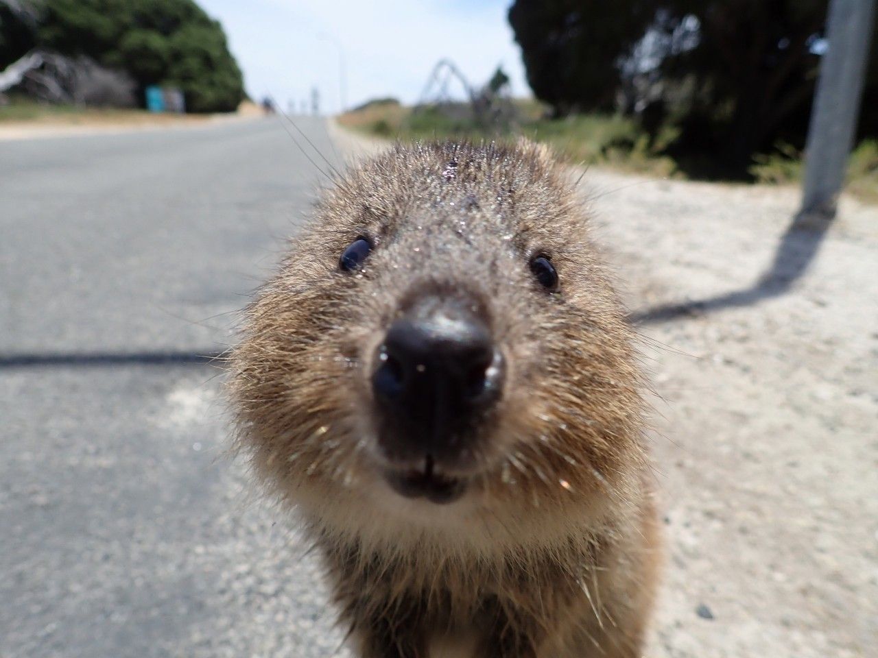 Rottnest Islandへ 18 10 31 11 01 Motorcycle Wanderer