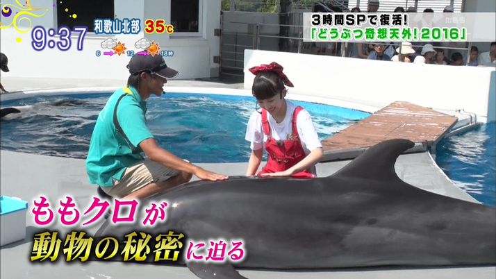 9 21 水 放送 どうぶつ奇想天外 復活3時間sp ももクロ出演 決定 ももクロが動物の秘密に迫る ももクロ侍