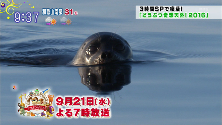 9 21 水 放送 どうぶつ奇想天外 復活3時間sp ももクロ出演 決定 ももクロが動物の秘密に迫る ももクロ侍