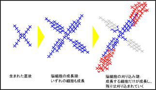 YLog-脳細胞の成長イメージ